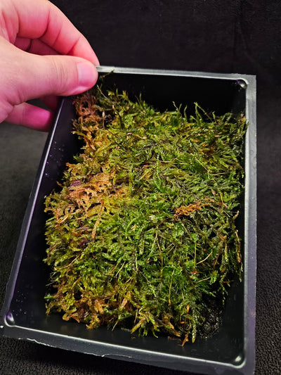 Pillow Moss #08, 6 Inch X 4 Inch Section, Also Known As Leucobryum Glaucum & Pincushion Moss