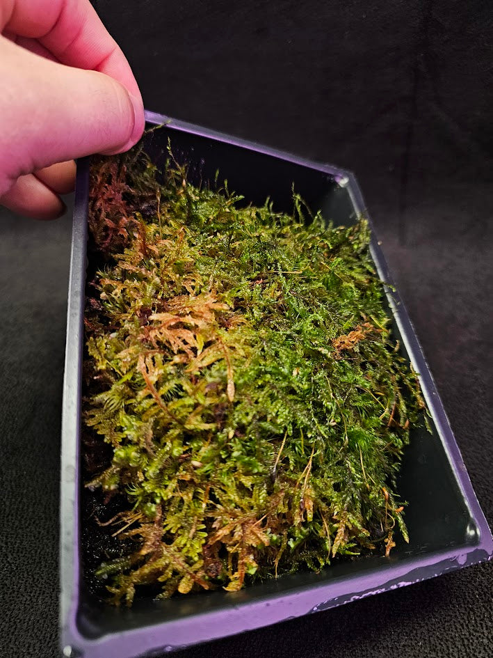 Pillow Moss #08, 6 Inch X 4 Inch Section, Also Known As Leucobryum Glaucum & Pincushion Moss