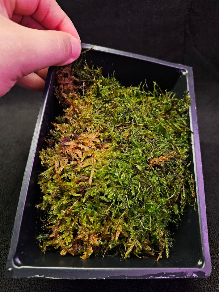 Pillow Moss #08, 6 Inch X 4 Inch Section, Also Known As Leucobryum Glaucum & Pincushion Moss