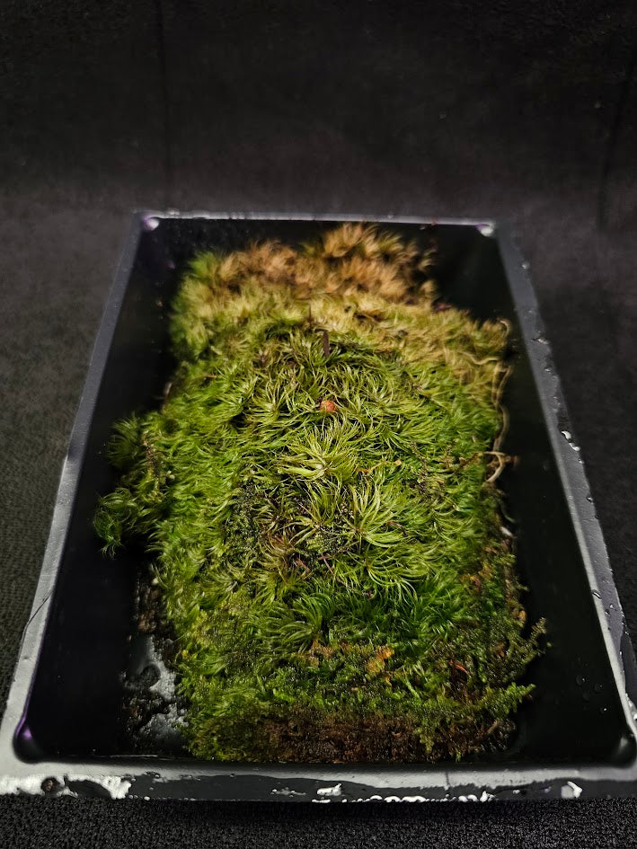 Pillow Moss #11, 6 Inch X 4 Inch Section, Also Known As Leucobryum Glaucum & Pincushion Moss