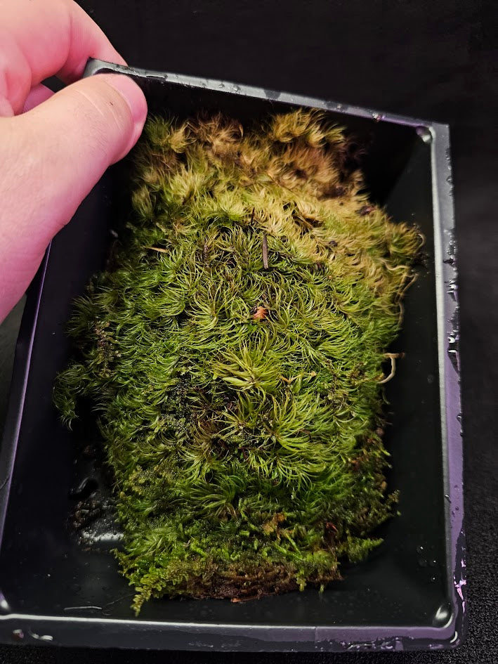 Pillow Moss #11, 6 Inch X 4 Inch Section, Also Known As Leucobryum Glaucum & Pincushion Moss