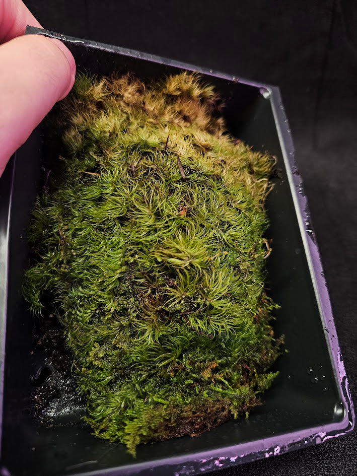 Pillow Moss #11, 6 Inch X 4 Inch Section, Also Known As Leucobryum Glaucum & Pincushion Moss