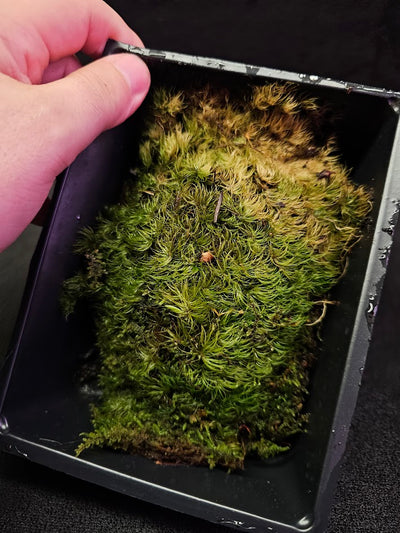 Pillow Moss #11, 6 Inch X 4 Inch Section, Also Known As Leucobryum Glaucum & Pincushion Moss