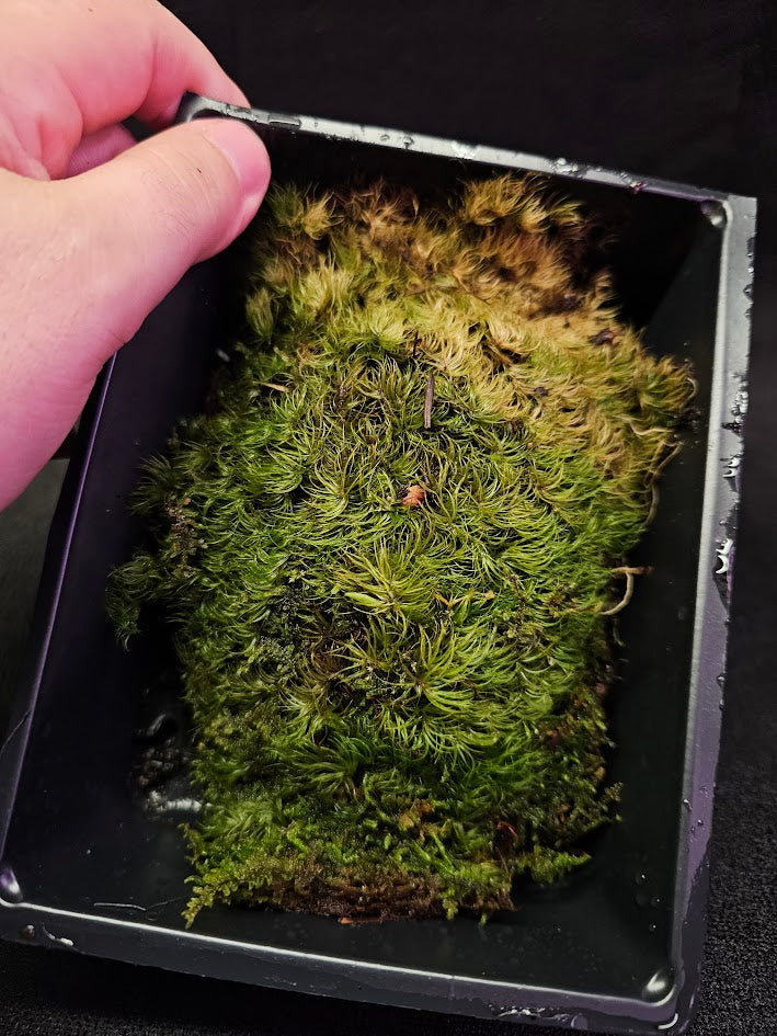 Pillow Moss #11, 6 Inch X 4 Inch Section, Also Known As Leucobryum Glaucum & Pincushion Moss