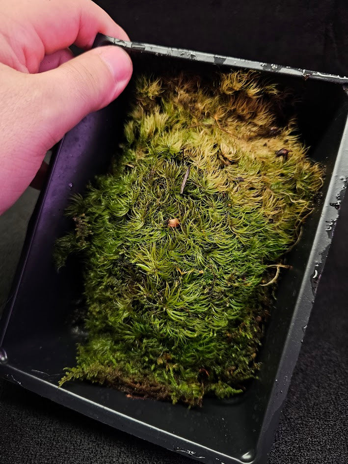 Pillow Moss #11, 6 Inch X 4 Inch Section, Also Known As Leucobryum Glaucum & Pincushion Moss