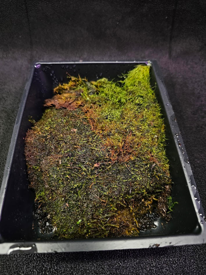 Pillow Moss #12, 6 Inch X 4 Inch Section, Also Known As Leucobryum Glaucum & Pincushion Moss