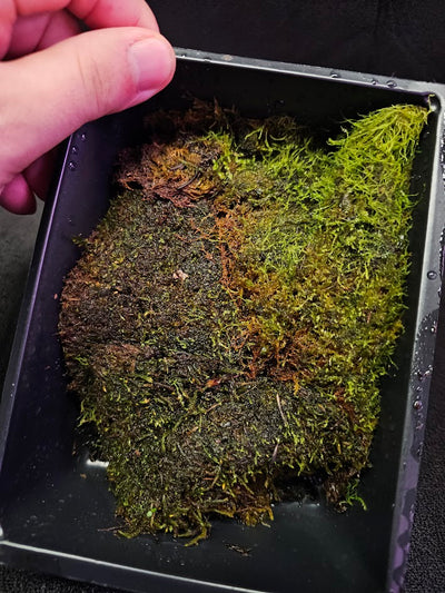 Pillow Moss #12, 6 Inch X 4 Inch Section, Also Known As Leucobryum Glaucum & Pincushion Moss