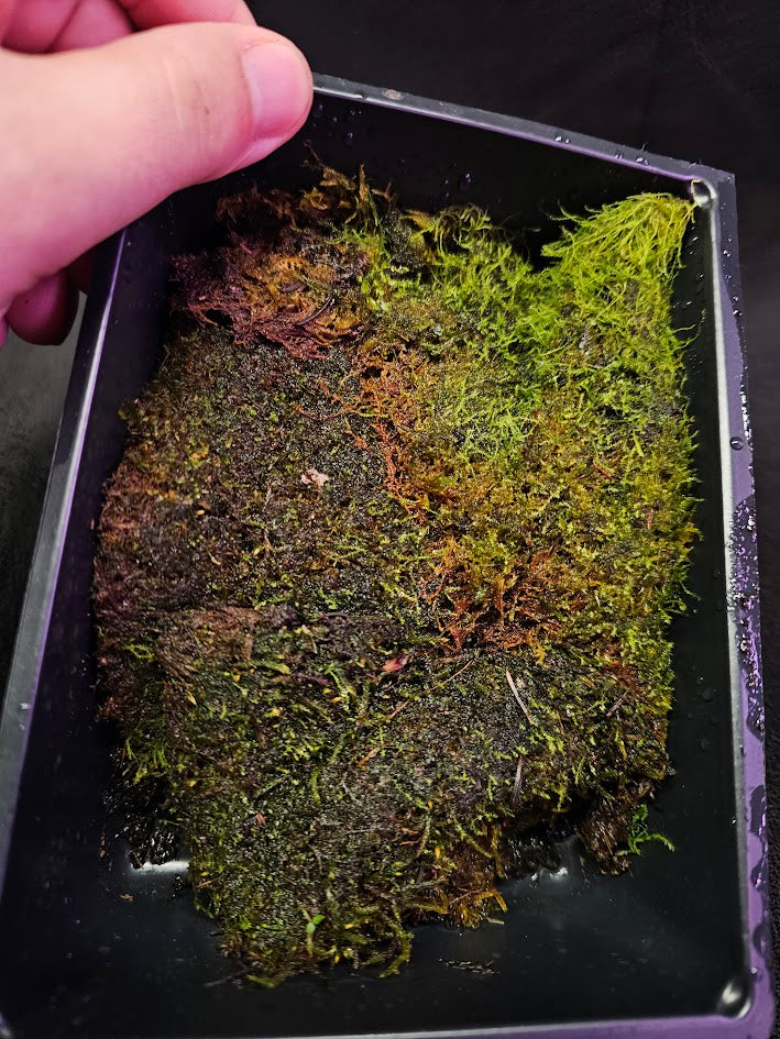 Pillow Moss #12, 6 Inch X 4 Inch Section, Also Known As Leucobryum Glaucum & Pincushion Moss