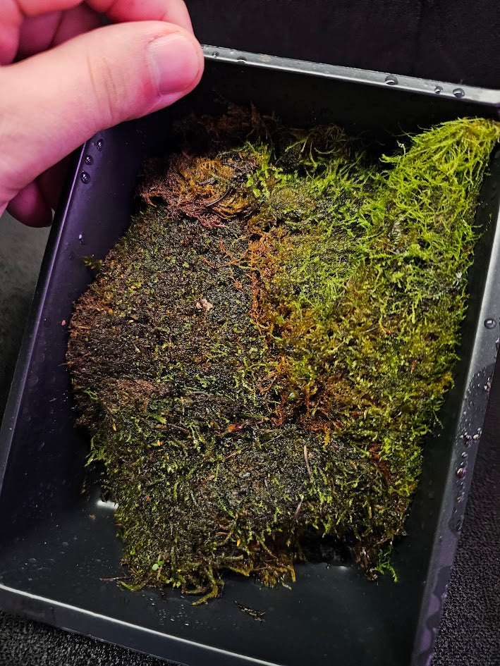 Pillow Moss #12, 6 Inch X 4 Inch Section, Also Known As Leucobryum Glaucum & Pincushion Moss