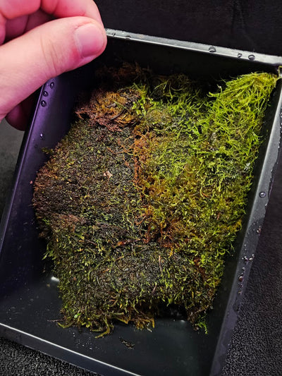 Pillow Moss #12, 6 Inch X 4 Inch Section, Also Known As Leucobryum Glaucum & Pincushion Moss