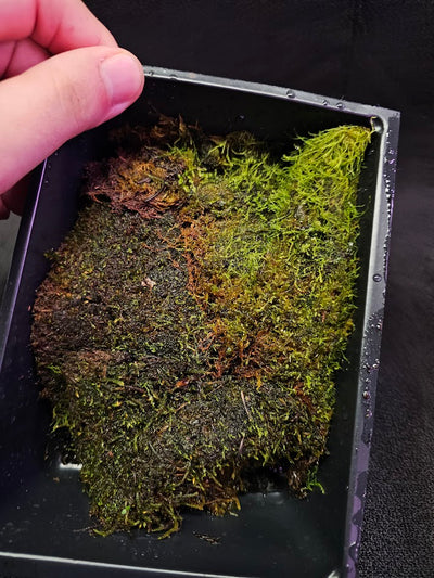 Pillow Moss #12, 6 Inch X 4 Inch Section, Also Known As Leucobryum Glaucum & Pincushion Moss