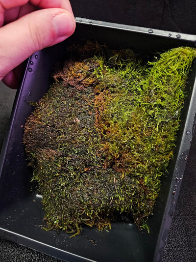 Pillow Moss #12, 6 Inch X 4 Inch Section, Also Known As Leucobryum Glaucum & Pincushion Moss