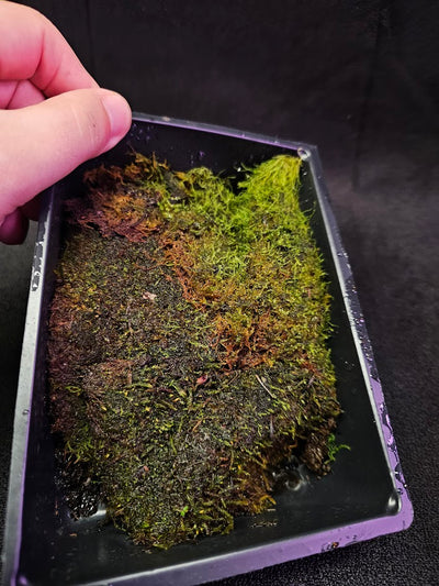 Pillow Moss #12, 6 Inch X 4 Inch Section, Also Known As Leucobryum Glaucum & Pincushion Moss