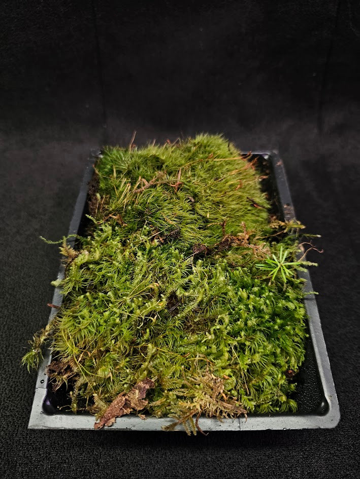 Pillow Moss #13, 6 Inch X 4 Inch Section, Also Known As Leucobryum Glaucum & Pincushion Moss