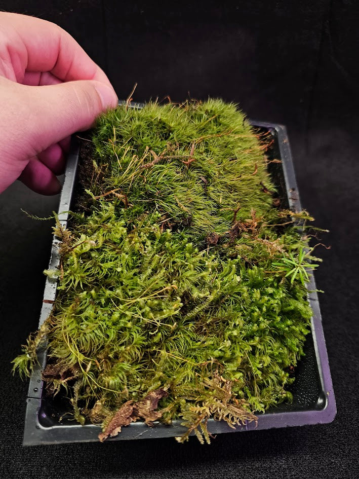 Pillow Moss #13, 6 Inch X 4 Inch Section, Also Known As Leucobryum Glaucum & Pincushion Moss