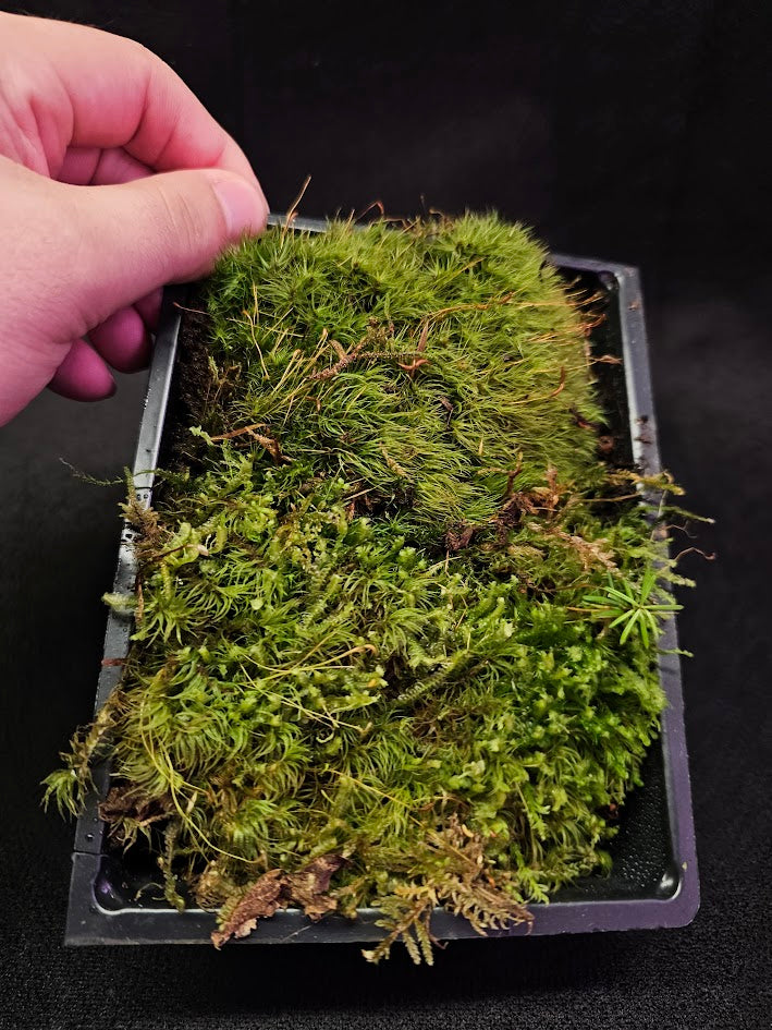 Pillow Moss #13, 6 Inch X 4 Inch Section, Also Known As Leucobryum Glaucum & Pincushion Moss