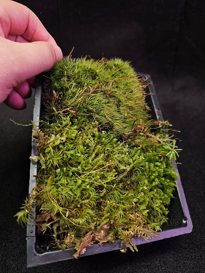 Pillow Moss #13, 6 Inch X 4 Inch Section, Also Known As Leucobryum Glaucum & Pincushion Moss