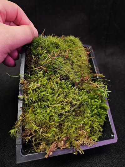 Pillow Moss #13, 6 Inch X 4 Inch Section, Also Known As Leucobryum Glaucum & Pincushion Moss