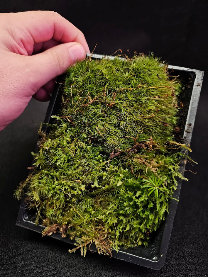 Pillow Moss #13, 6 Inch X 4 Inch Section, Also Known As Leucobryum Glaucum & Pincushion Moss