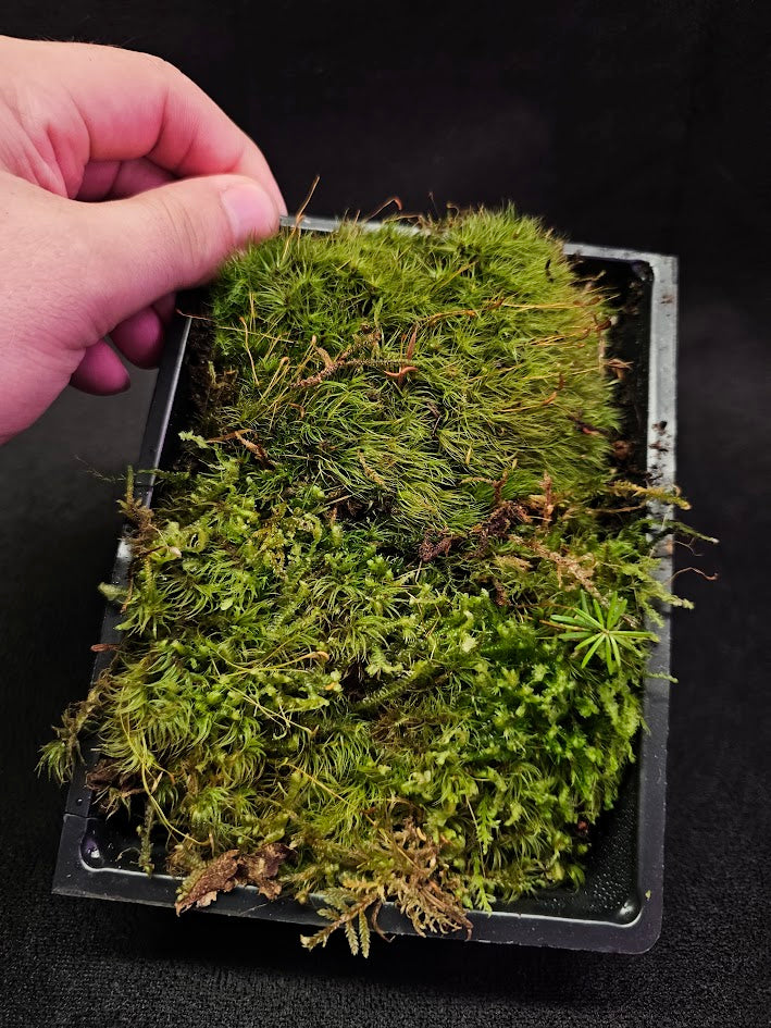 Pillow Moss #13, 6 Inch X 4 Inch Section, Also Known As Leucobryum Glaucum & Pincushion Moss