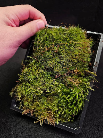 Pillow Moss #13, 6 Inch X 4 Inch Section, Also Known As Leucobryum Glaucum & Pincushion Moss