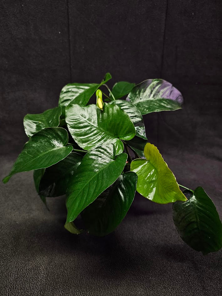 Anubias Barteri Var. Caladiifolia #01, A Very Beautiful Variety Of Aquatic Plant With Heart Shaped Leaves