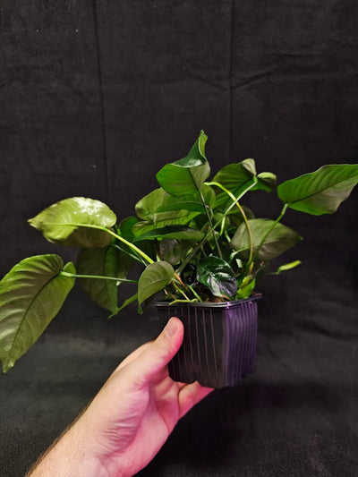 Anubias Barteri Var. Caladiifolia #01, A Very Beautiful Variety Of Aquatic Plant With Heart Shaped Leaves