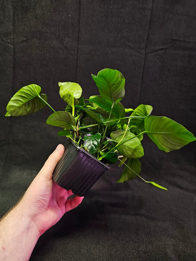 Anubias Barteri Var. Caladiifolia #01, A Very Beautiful Variety Of Aquatic Plant With Heart Shaped Leaves