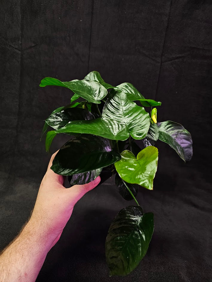 Anubias Barteri Var. Caladiifolia #01, A Very Beautiful Variety Of Aquatic Plant With Heart Shaped Leaves