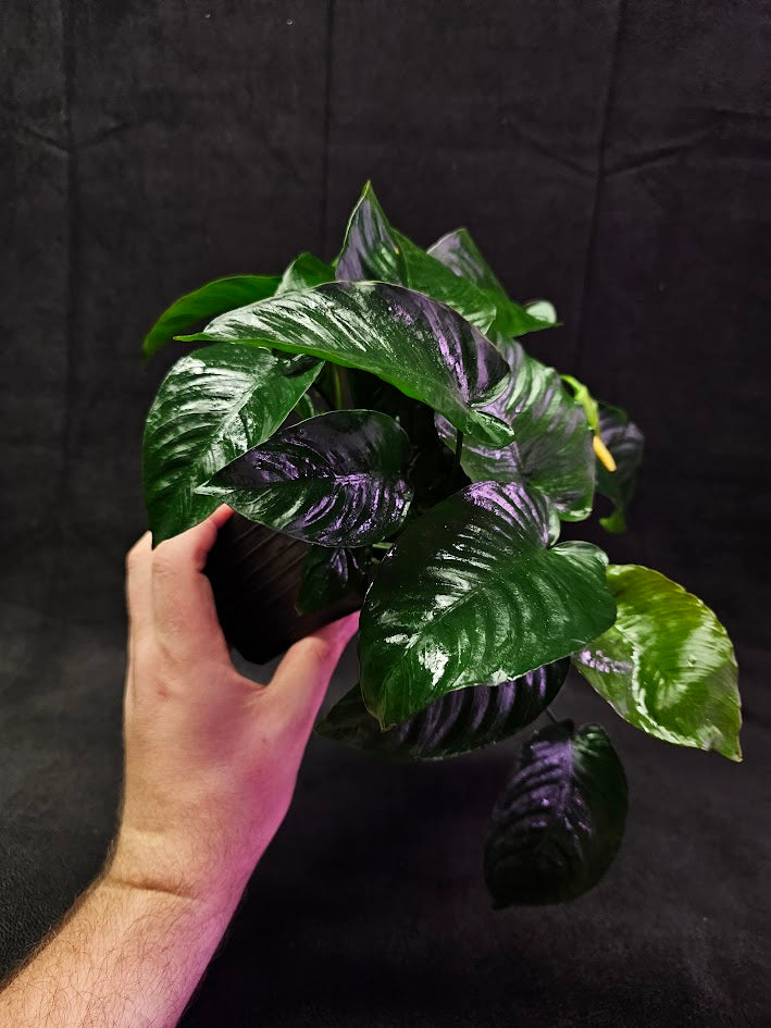 Anubias Barteri Var. Caladiifolia #01, A Very Beautiful Variety Of Aquatic Plant With Heart Shaped Leaves