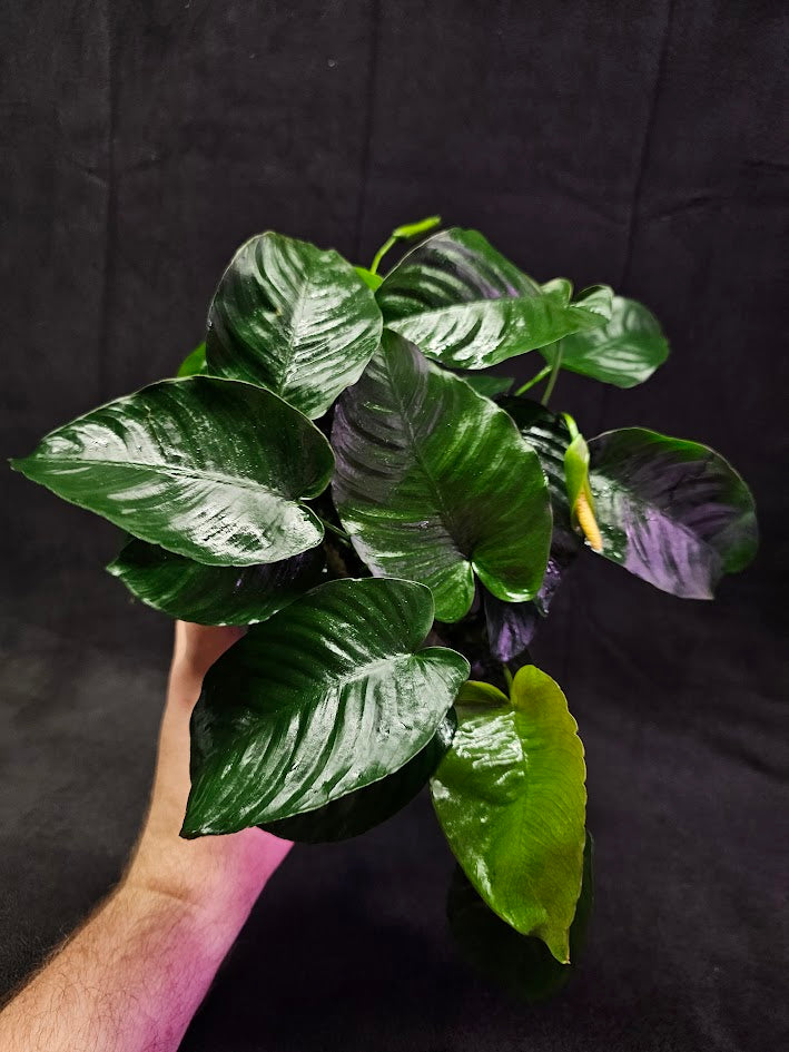 Anubias Barteri Var. Caladiifolia #01, A Very Beautiful Variety Of Aquatic Plant With Heart Shaped Leaves