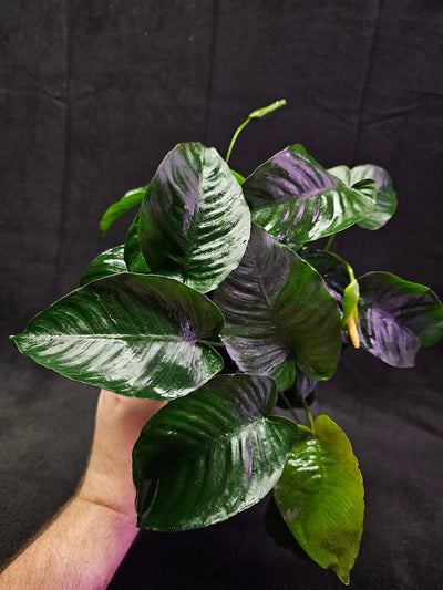 Anubias Barteri Var. Caladiifolia #01, A Very Beautiful Variety Of Aquatic Plant With Heart Shaped Leaves