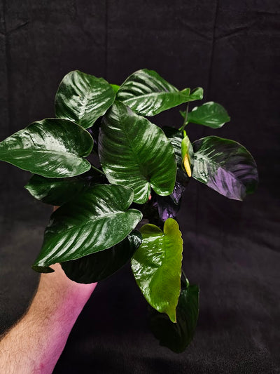 Anubias Barteri Var. Caladiifolia #01, A Very Beautiful Variety Of Aquatic Plant With Heart Shaped Leaves