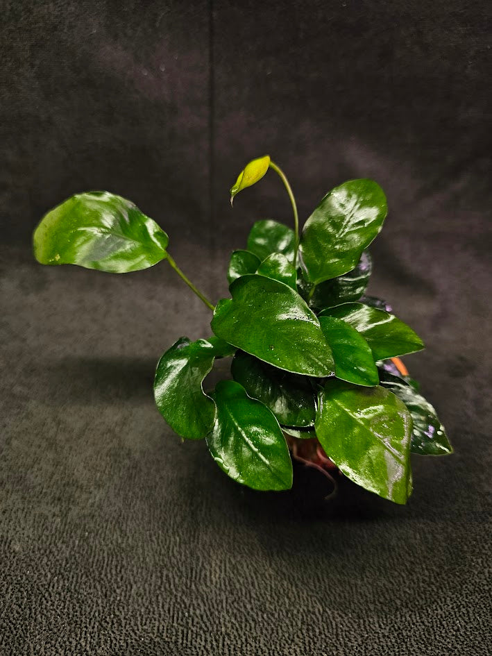 Anubias Barteri Var. Nana #01, Small, Attractive Plant That Thrives In All Conditions, It Originates From Cameroon