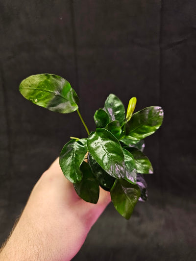 Anubias Barteri Var. Nana #01, Small, Attractive Plant That Thrives In All Conditions, It Originates From Cameroon