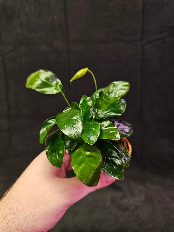 Anubias Barteri Var. Nana #01, Small, Attractive Plant That Thrives In All Conditions, It Originates From Cameroon