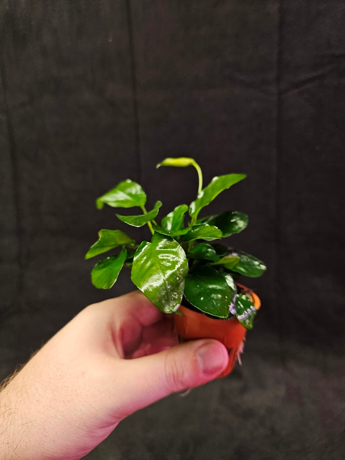 Anubias Barteri Var. Nana #01, Small, Attractive Plant That Thrives In All Conditions, It Originates From Cameroon