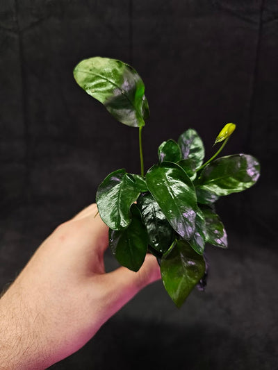 Anubias Barteri Var. Nana #01, Small, Attractive Plant That Thrives In All Conditions, It Originates From Cameroon