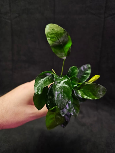 Anubias Barteri Var. Nana #01, Small, Attractive Plant That Thrives In All Conditions, It Originates From Cameroon