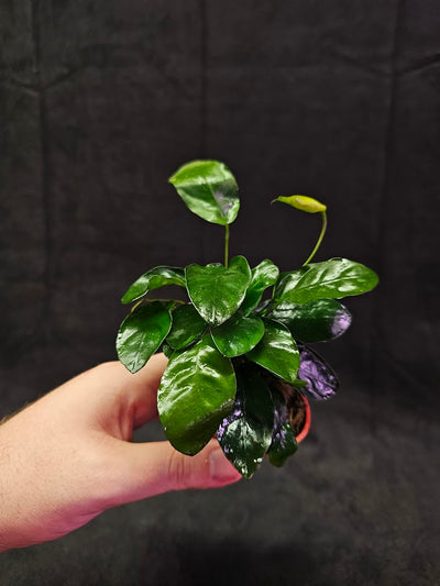 Anubias Barteri Var. Nana #01, Small, Attractive Plant That Thrives In All Conditions, It Originates From Cameroon