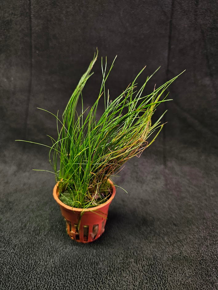 Eleocharis Parvula #01, A Species Of Spikesedge Known By The Common Names Dwarf Spikerush, Small Spikerush