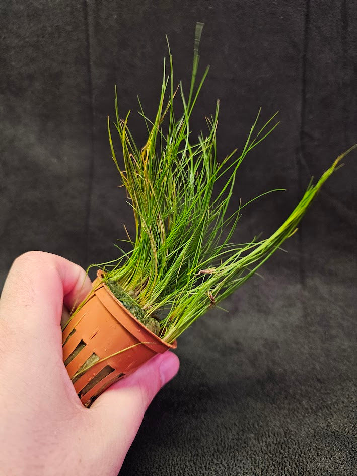 Eleocharis Parvula #01, A Species Of Spikesedge Known By The Common Names Dwarf Spikerush, Small Spikerush