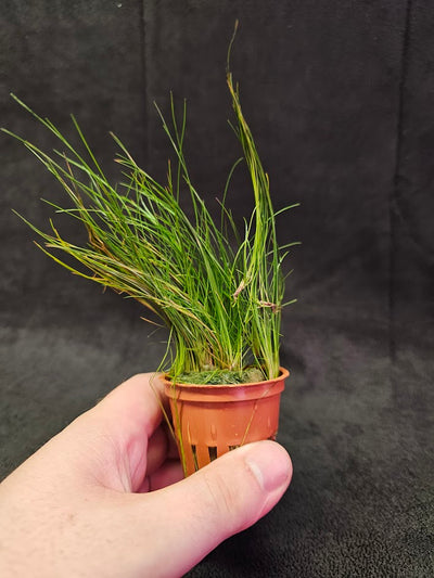 Eleocharis Parvula #01, A Species Of Spikesedge Known By The Common Names Dwarf Spikerush, Small Spikerush