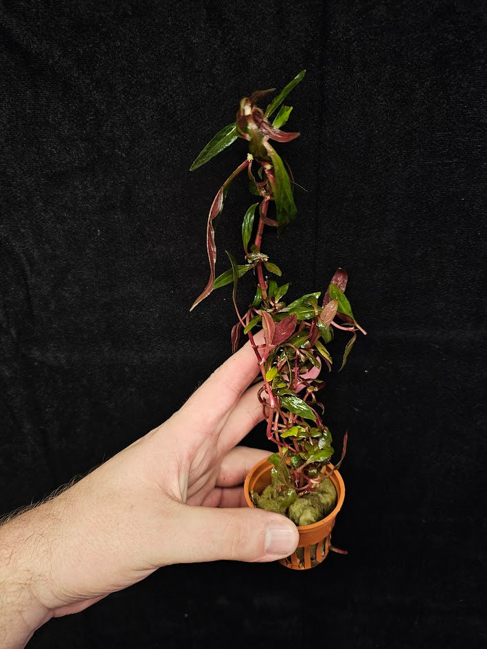 Alternanthera Reineckii 'Pink' #01, Stems & Leaves Cause A Stunning Contrast In Any Aquatic Environment