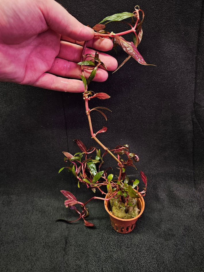 Alternanthera Reineckii 'Pink' #01, Stems & Leaves Cause A Stunning Contrast In Any Aquatic Environment