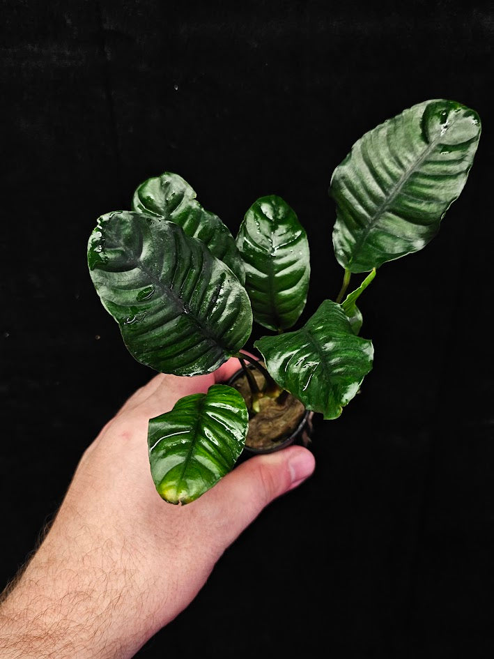 Anubias Barteri Var. 'Coffeifolia' #01, Will Crow 15-25 Centimeters In Height, A Beautiful Plant