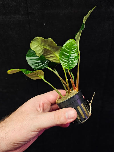 Anubias Barteri Var. 'Coffeifolia' #01, Will Crow 15-25 Centimeters In Height, A Beautiful Plant