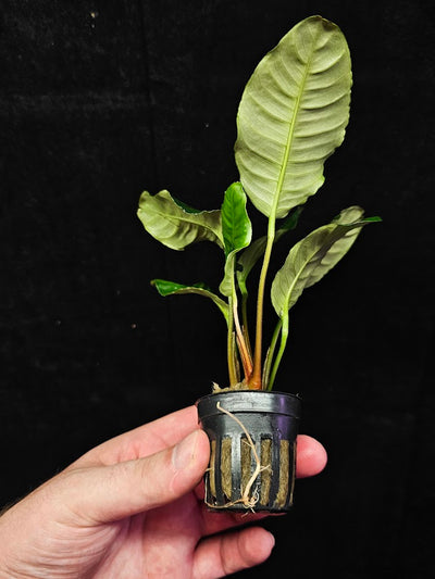 Anubias Barteri Var. 'Coffeifolia' #01, Will Crow 15-25 Centimeters In Height, A Beautiful Plant