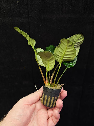 Anubias Barteri Var. 'Coffeifolia' #01, Will Crow 15-25 Centimeters In Height, A Beautiful Plant