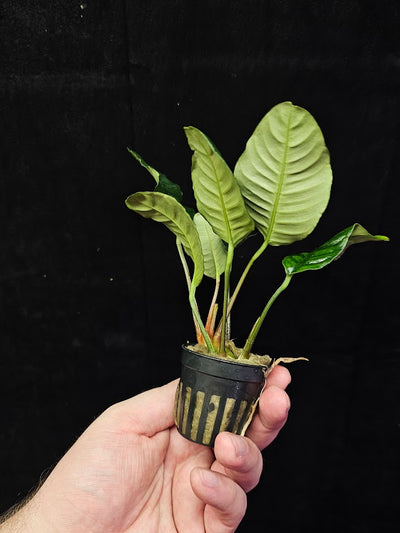 Anubias Barteri Var. 'Coffeifolia' #01, Will Crow 15-25 Centimeters In Height, A Beautiful Plant